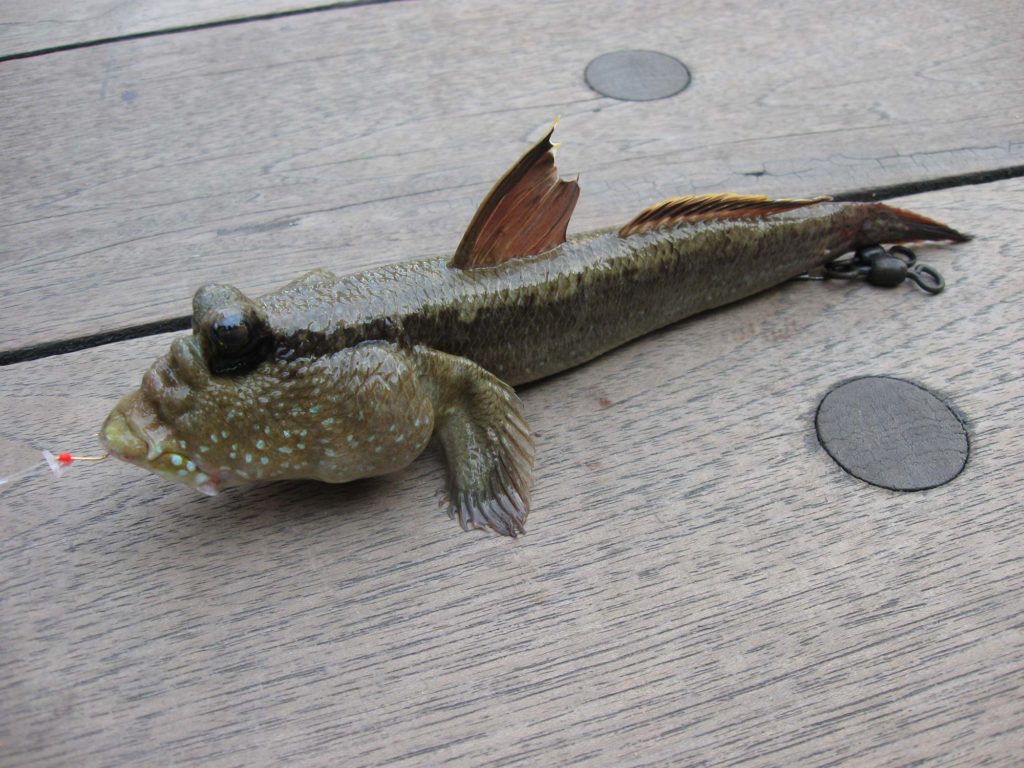 Giant mudskipper