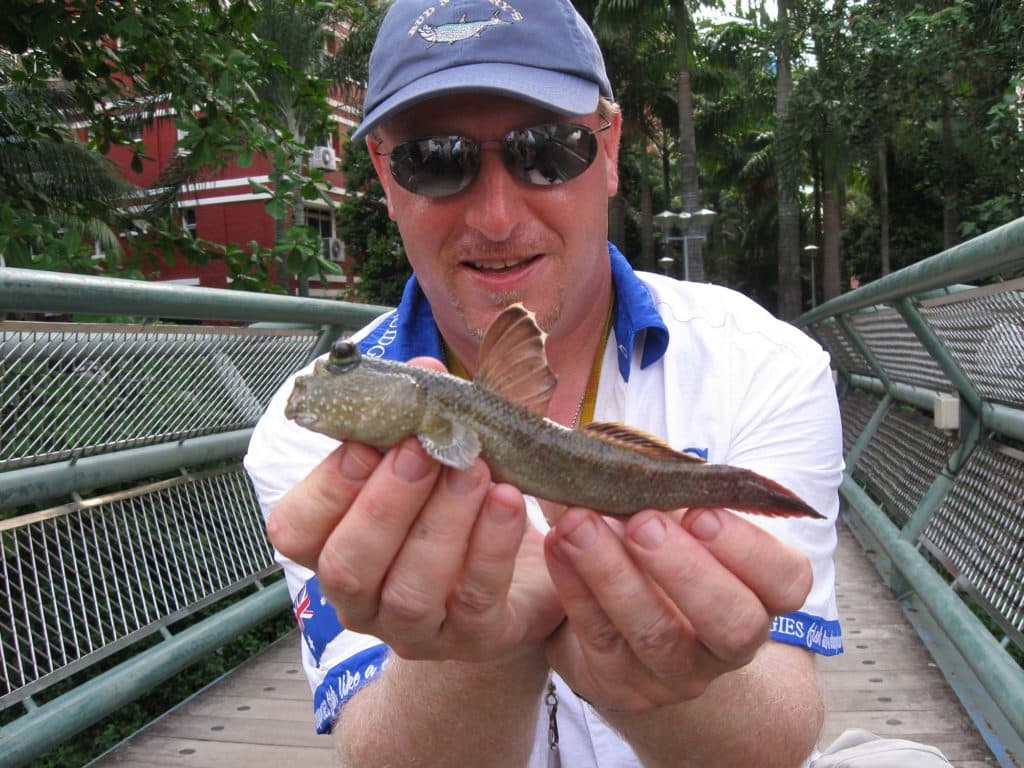 Giant mudskipper