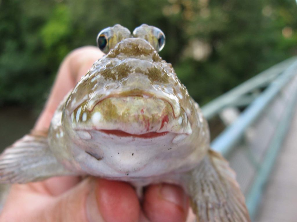 Giant mudskipper