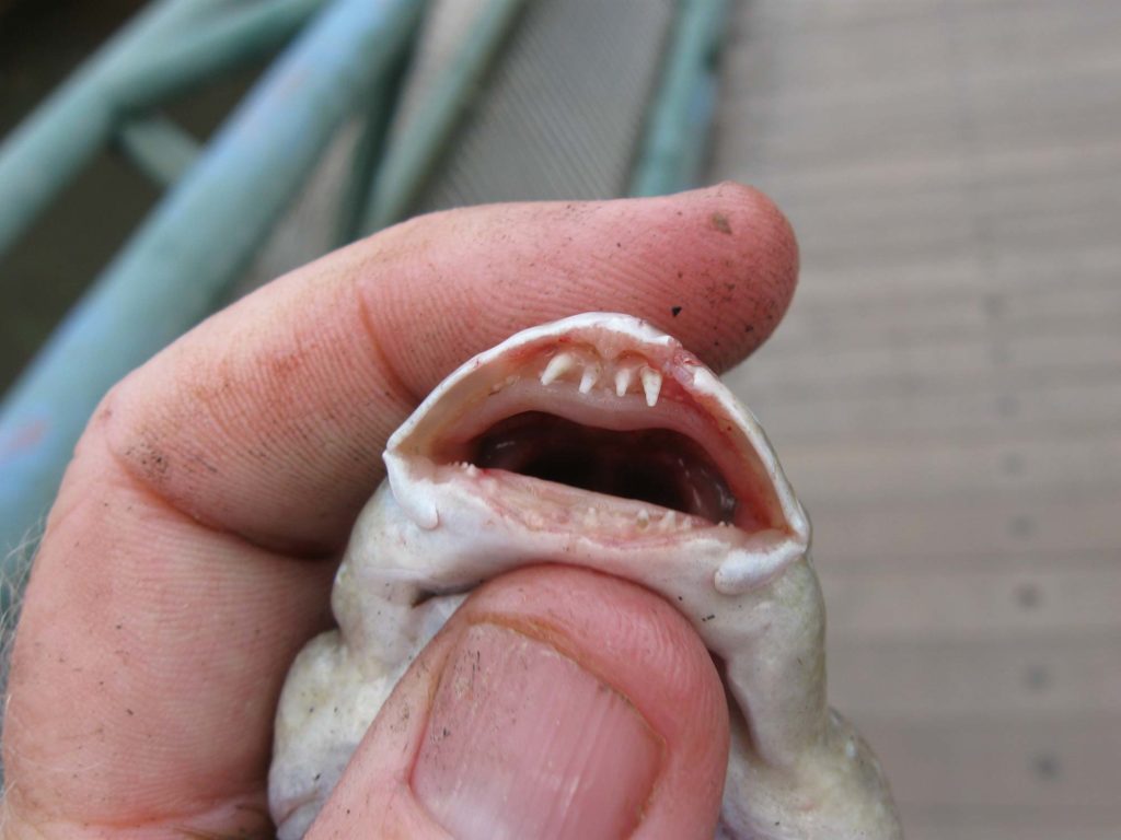 Giant mudskipper