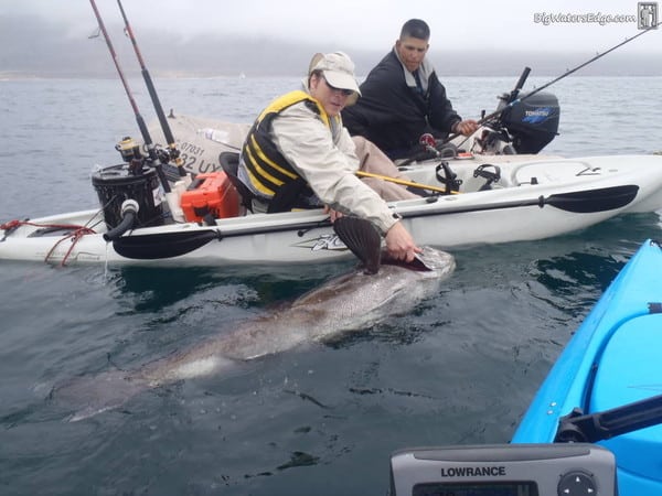 Black sea bass caught off Southern California must be released by law.