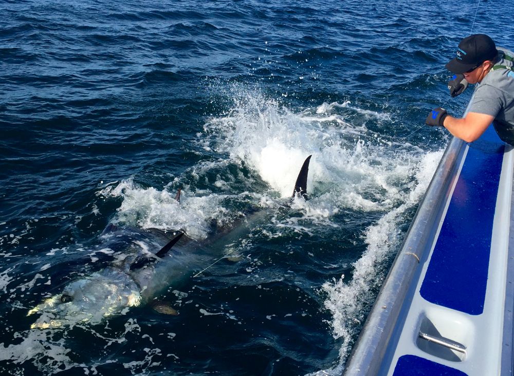 Enormous bluefin tuna at the boat