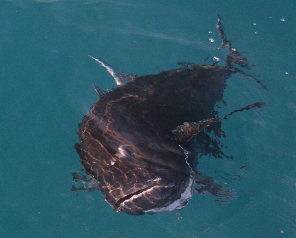 giant trevally