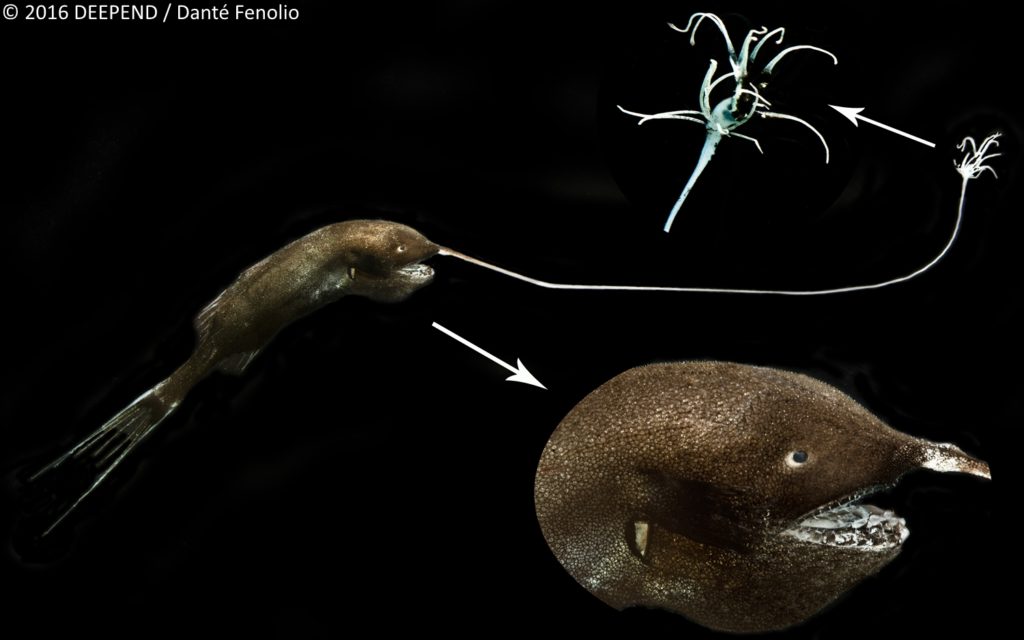 A deep-sea monster, the anglerfish with its own fishing rod