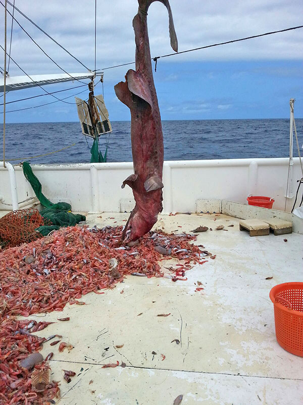 goblin-shark.jpg