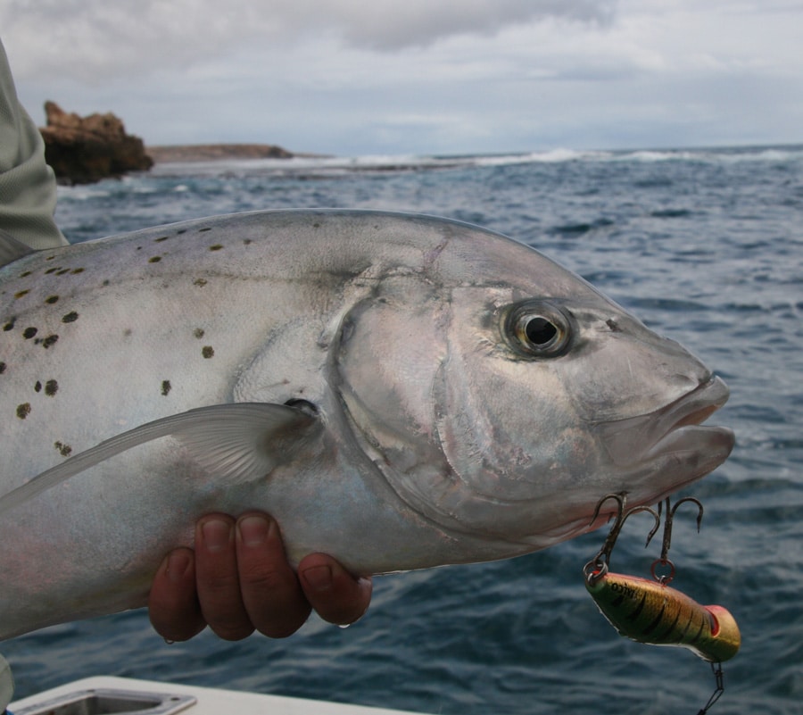 golden-spotted_trevally_western_australia.jpg