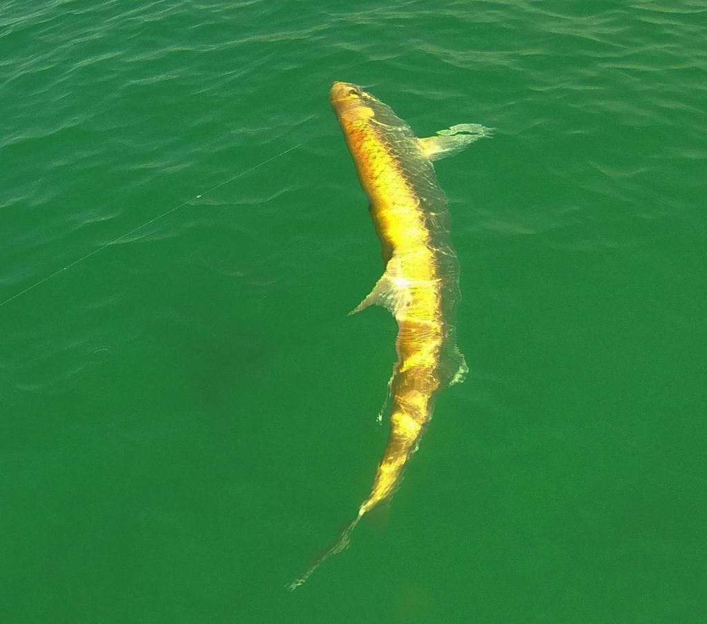 Strange Fishes from the Deep - golden tarpon