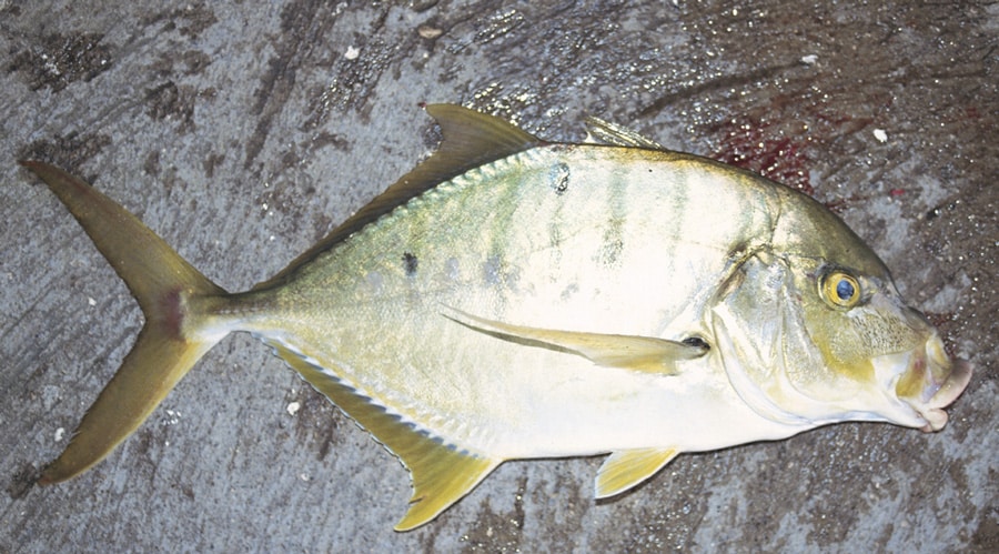 golden_trevally_coiba_island_panama.jpg