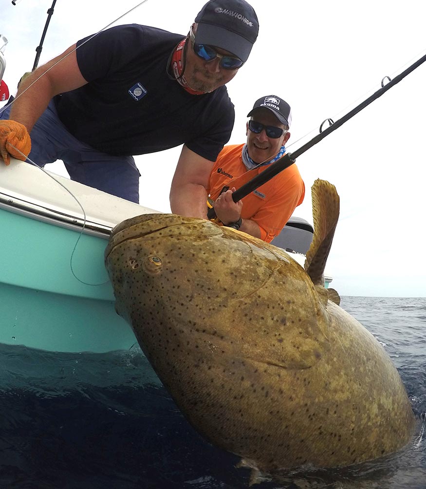 goliath grouper Gulf of Mexico