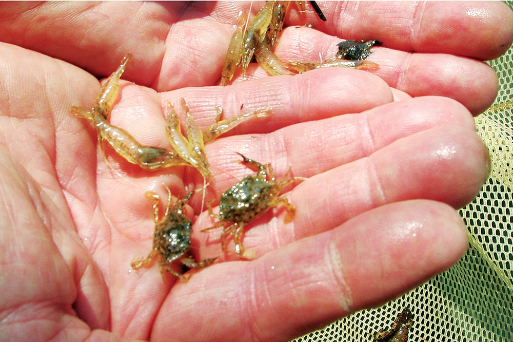 grass-shrimp-02.jpg