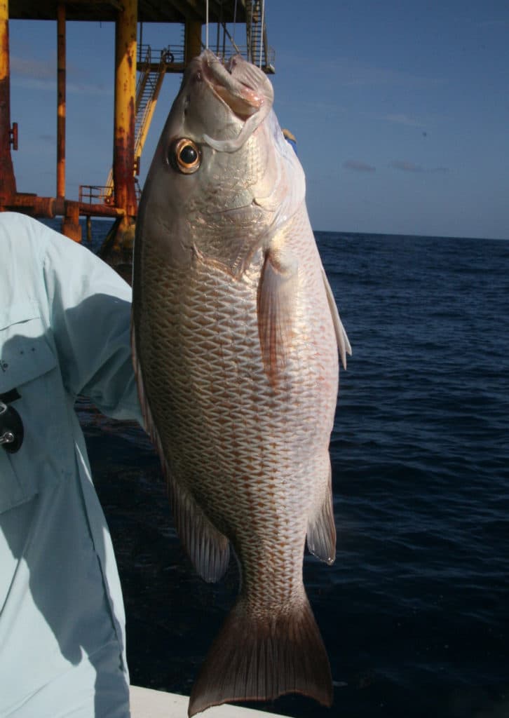 gray_mangrove_snapper_gulf_of_mexico_louisiana.jpg