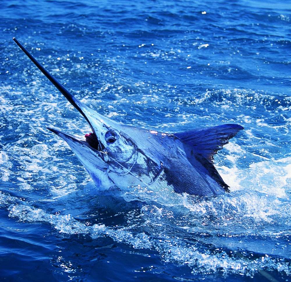closeup image of a great blue marlin