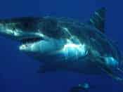 Endangered Great White Shark