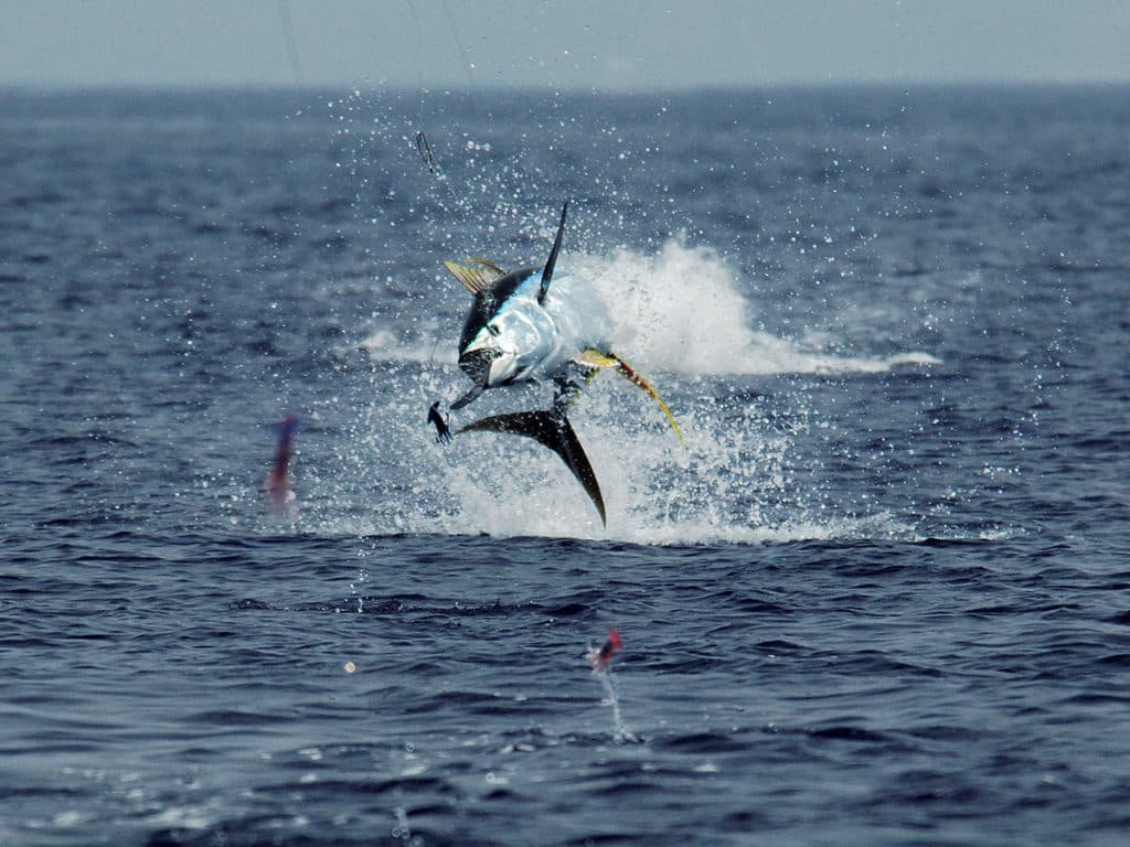 yellowfin tuna jump