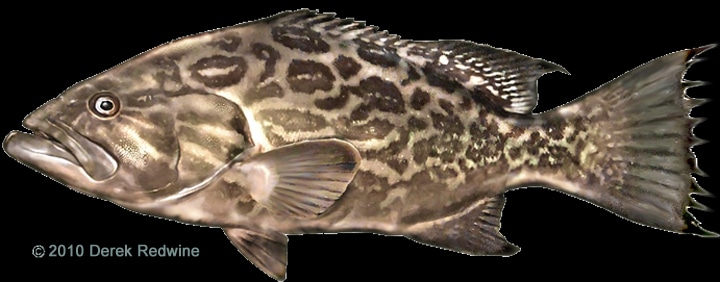 broomtail grouper
