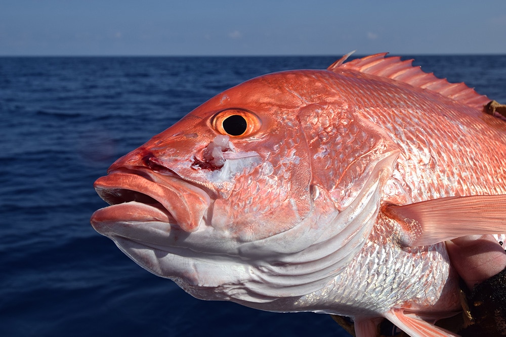 red snapper in Gulf of Mexico