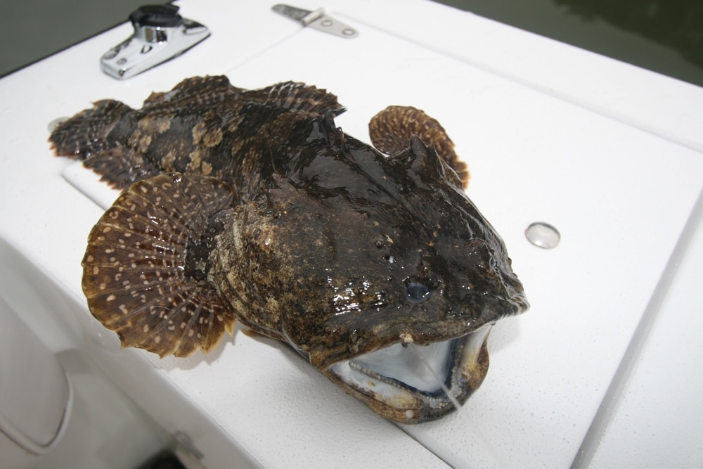 gulf toadfish 1.jpg
