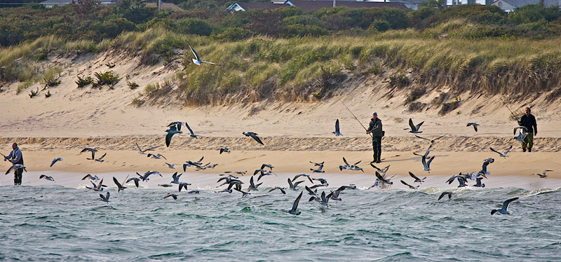 gulls-working-bait-off-montauk.jpg