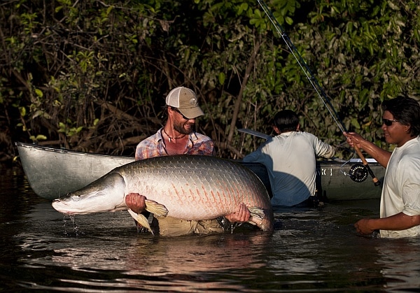 arapaima