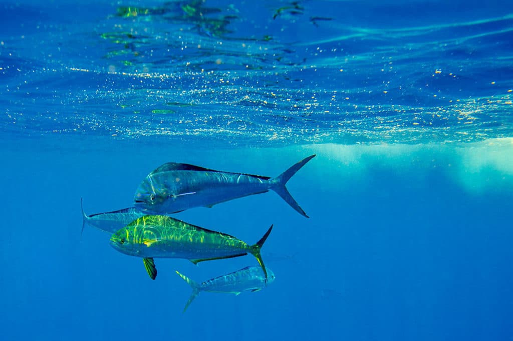 A quartet of beautiful mahi