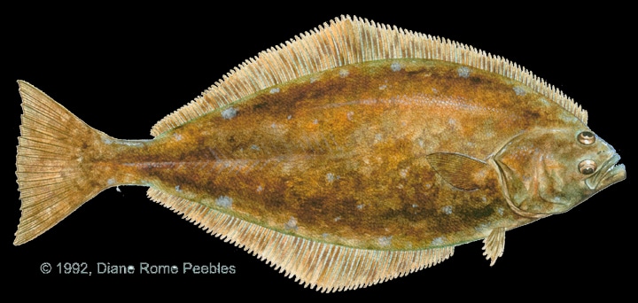 Atlantic halibut