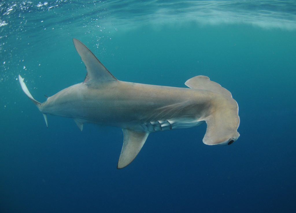 Shark Fishing - An Angler's Guide to Species: Hammerhead