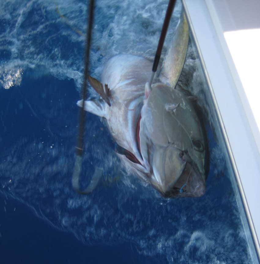 handline tuna