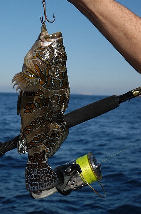 hawkfish_papagayo_northern_costa_rica.jpg