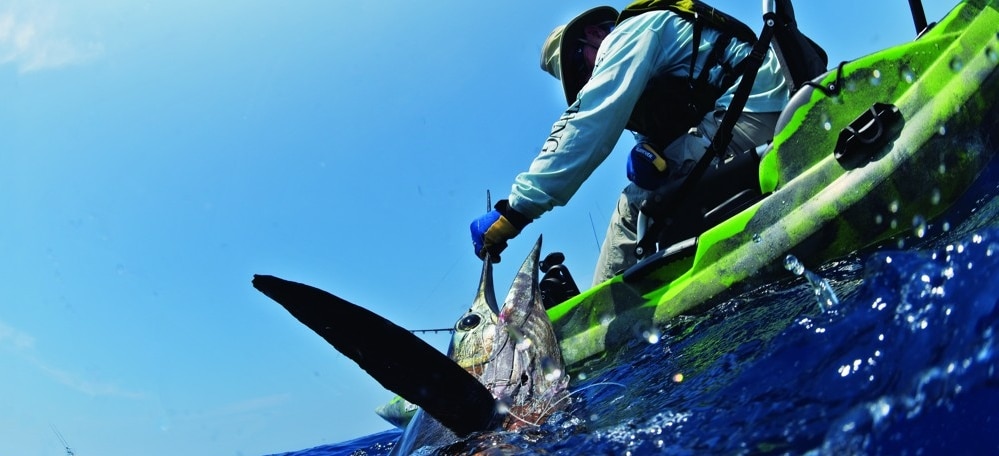 Resuscitating a big Pacific sailfish from a kayak