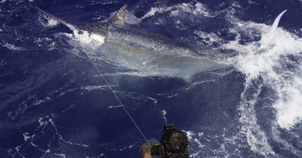 An immense black marlin off Australia on the wire