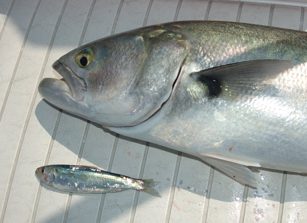 Atlantic herring, a vital forage fish in the Northeast