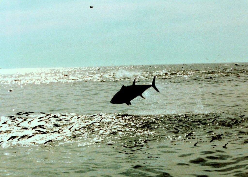 A large bluefin tuna leaps clear of the sea