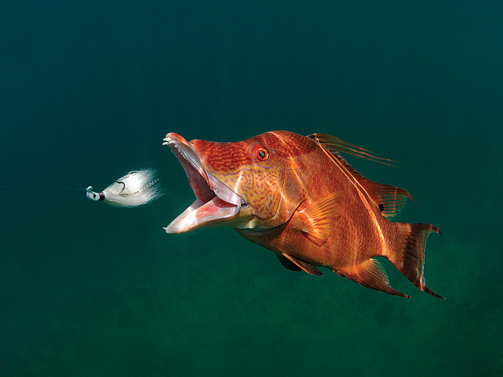 https://www.sportfishingmag.com/uploads/2021/09/hogfish-bucktail-jig-spf1217_gpl_1.jpg