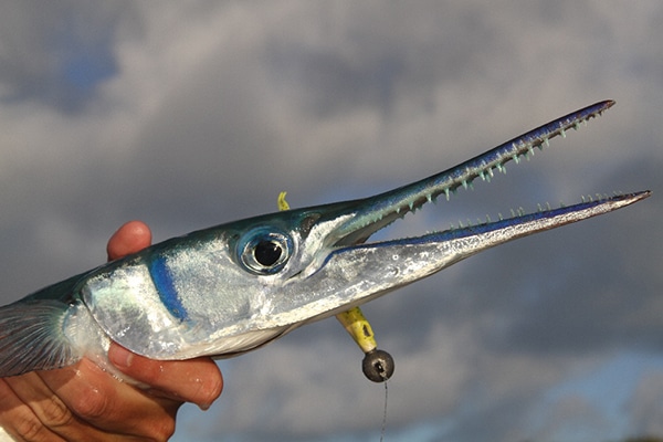 Needlefish Attacks Russian Tourist and Paralyzes Her