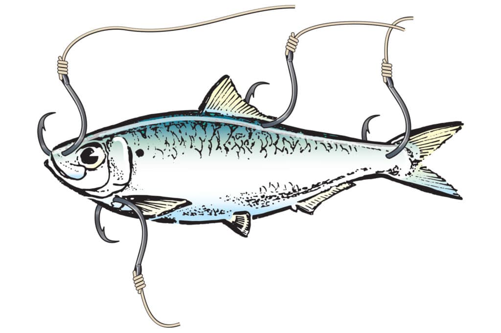 Capt. Robert Trosset's tips for hooking pilchards