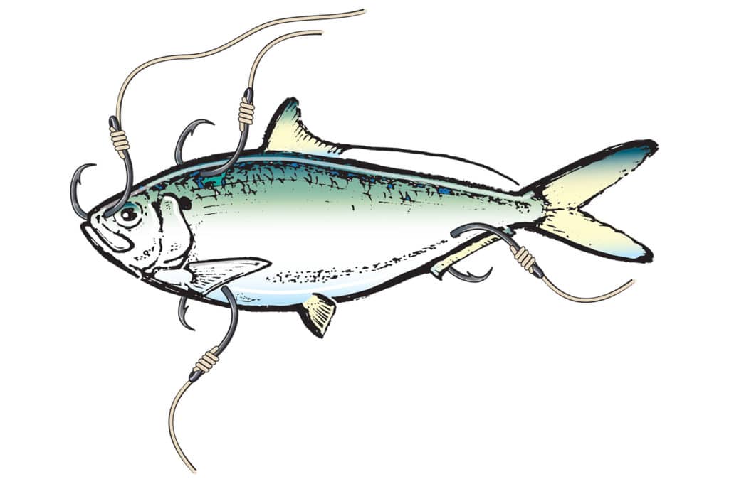 Capt. Robert Trosset's tips for hooking threadfin herring