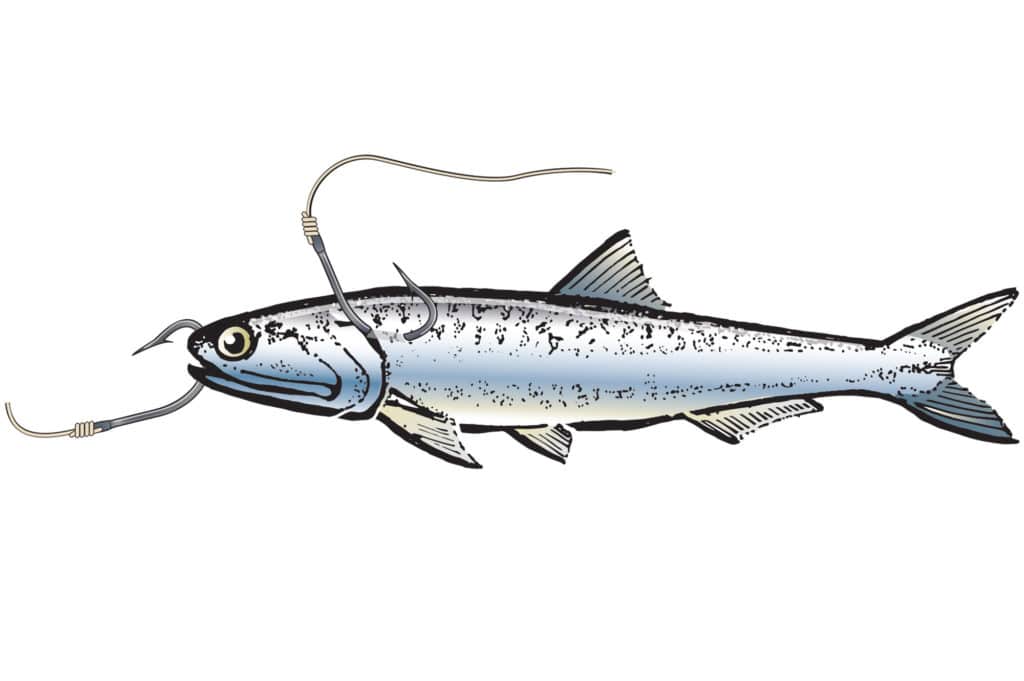 Capt. Mark Wisch's tips for hooking Northern anchovies