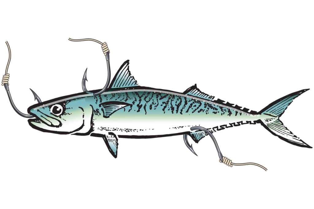 Capt. Mark Wisch's tips for hooking Pacific mackerel