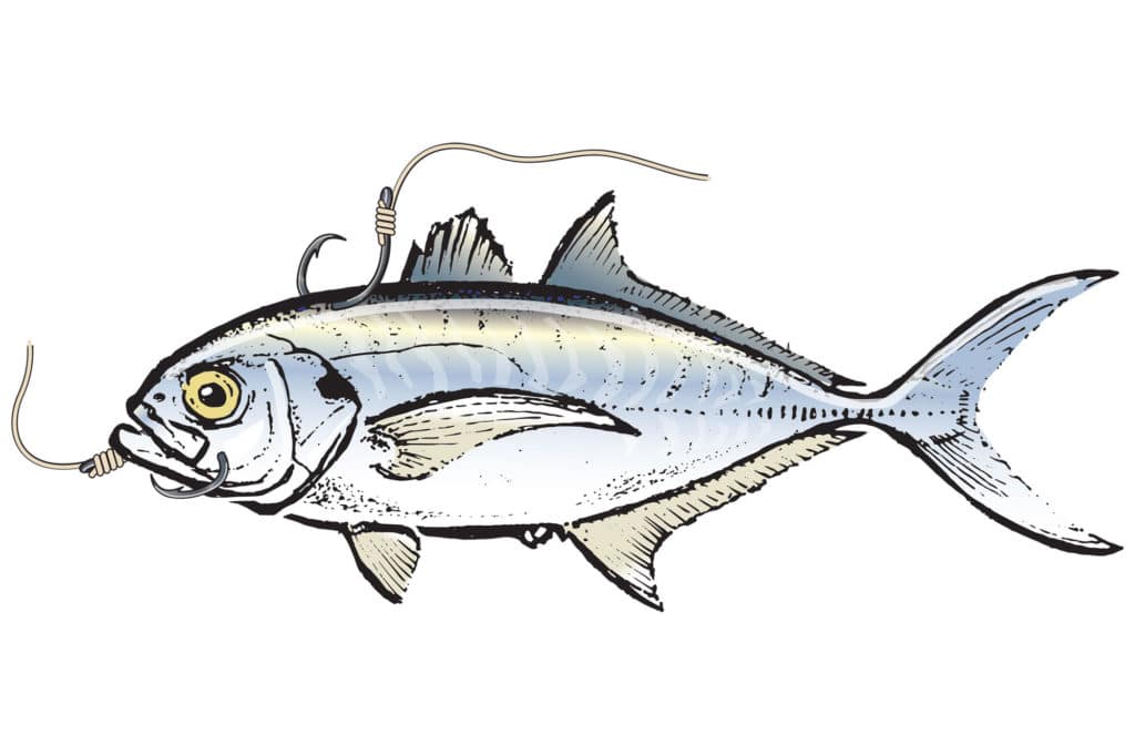 Capt. Tommy Pellegrin's tips for hooking blue runners