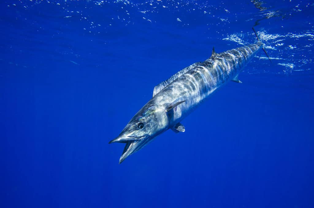 A wahoo dashes down, wary of sharks in the waters