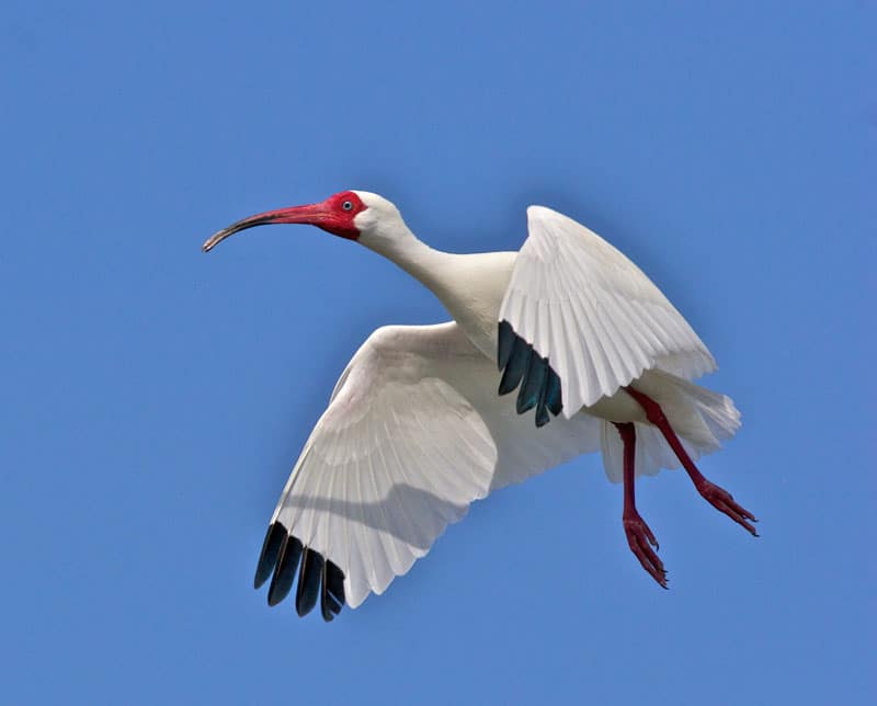 ibis-in-breeding-colors.jpg