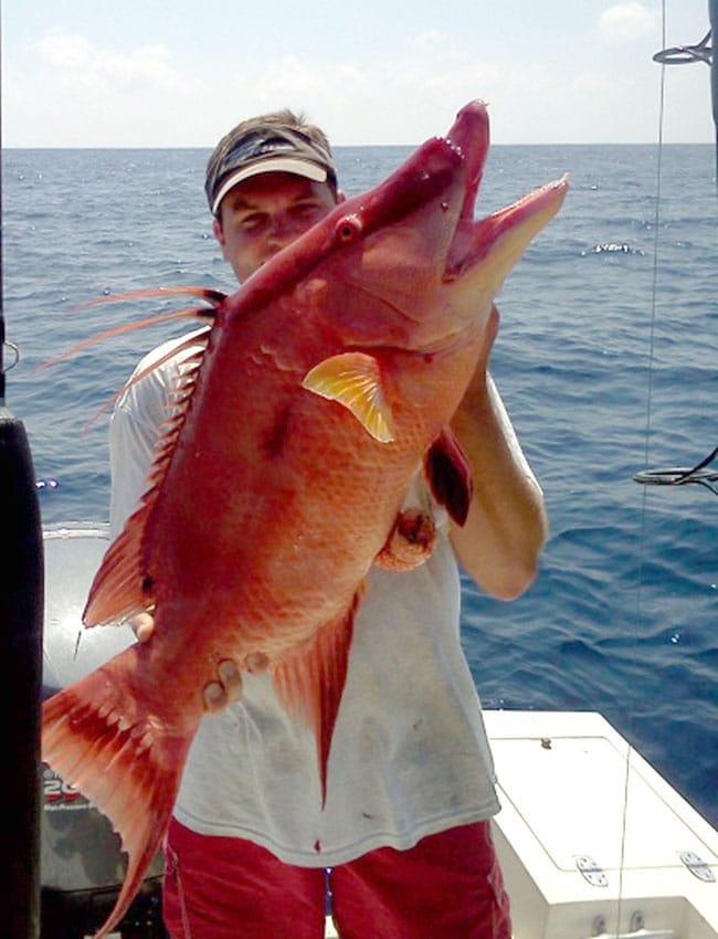 igfa-october-11-hogfish.jpg