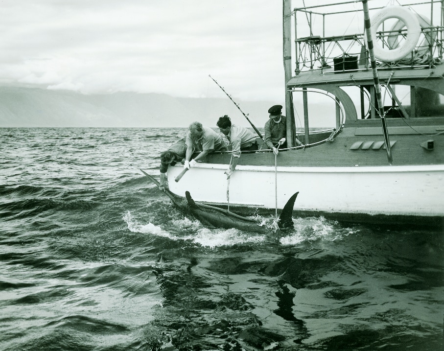 historic big game fishing