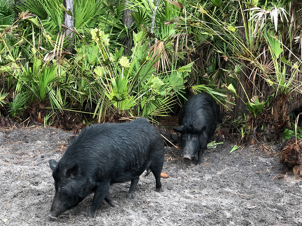 Feral Hogs at Ross Hammock, Crystal River