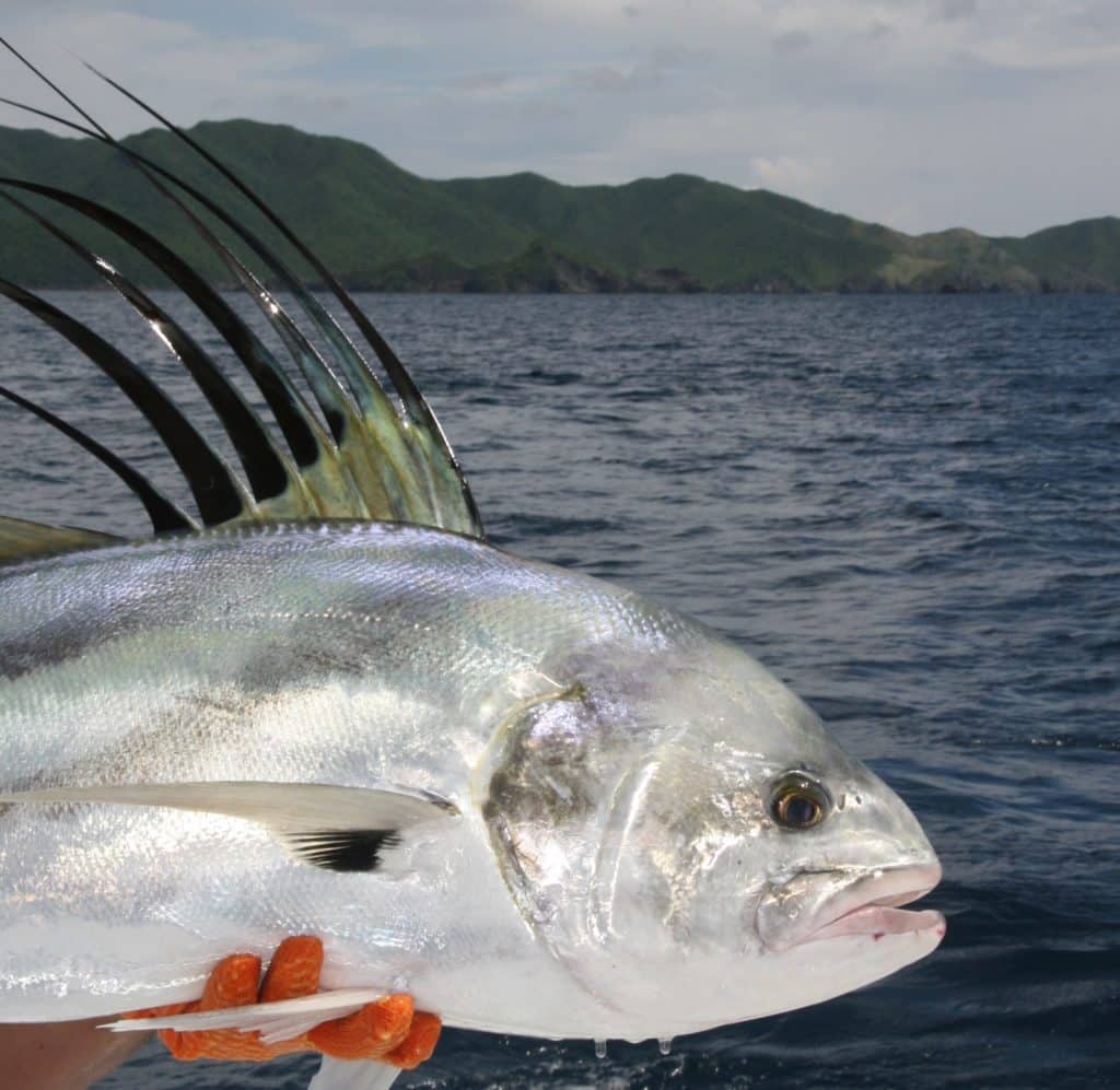 roosterfish