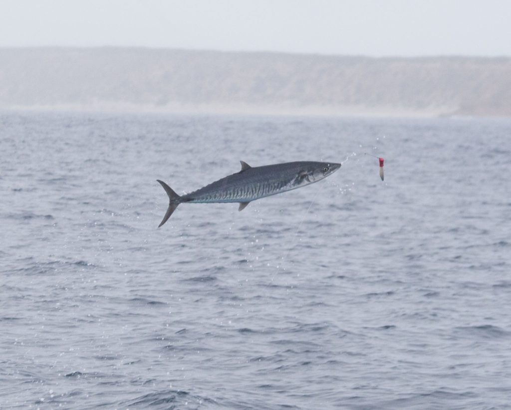 Jumping narrowbarred mackerel fish out of water