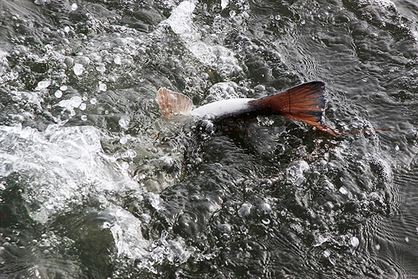 Redfish Red Drum Fishing Photo Mosquito Lagoon