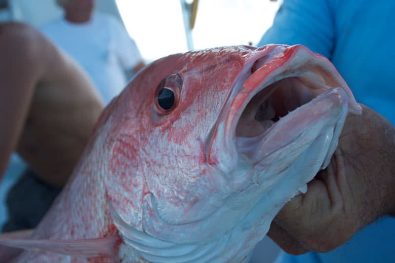 Red Snapper Season Off The Treasure Coast