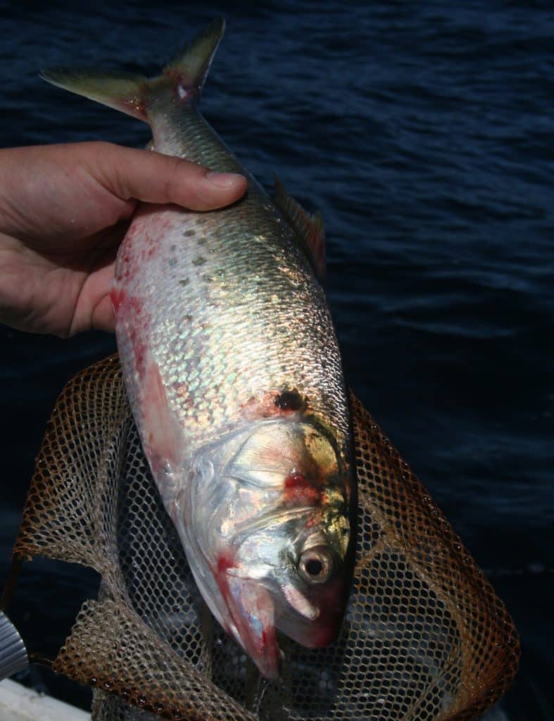 A large menhaden