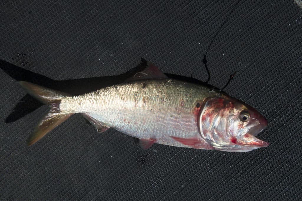 menhaden fishery management